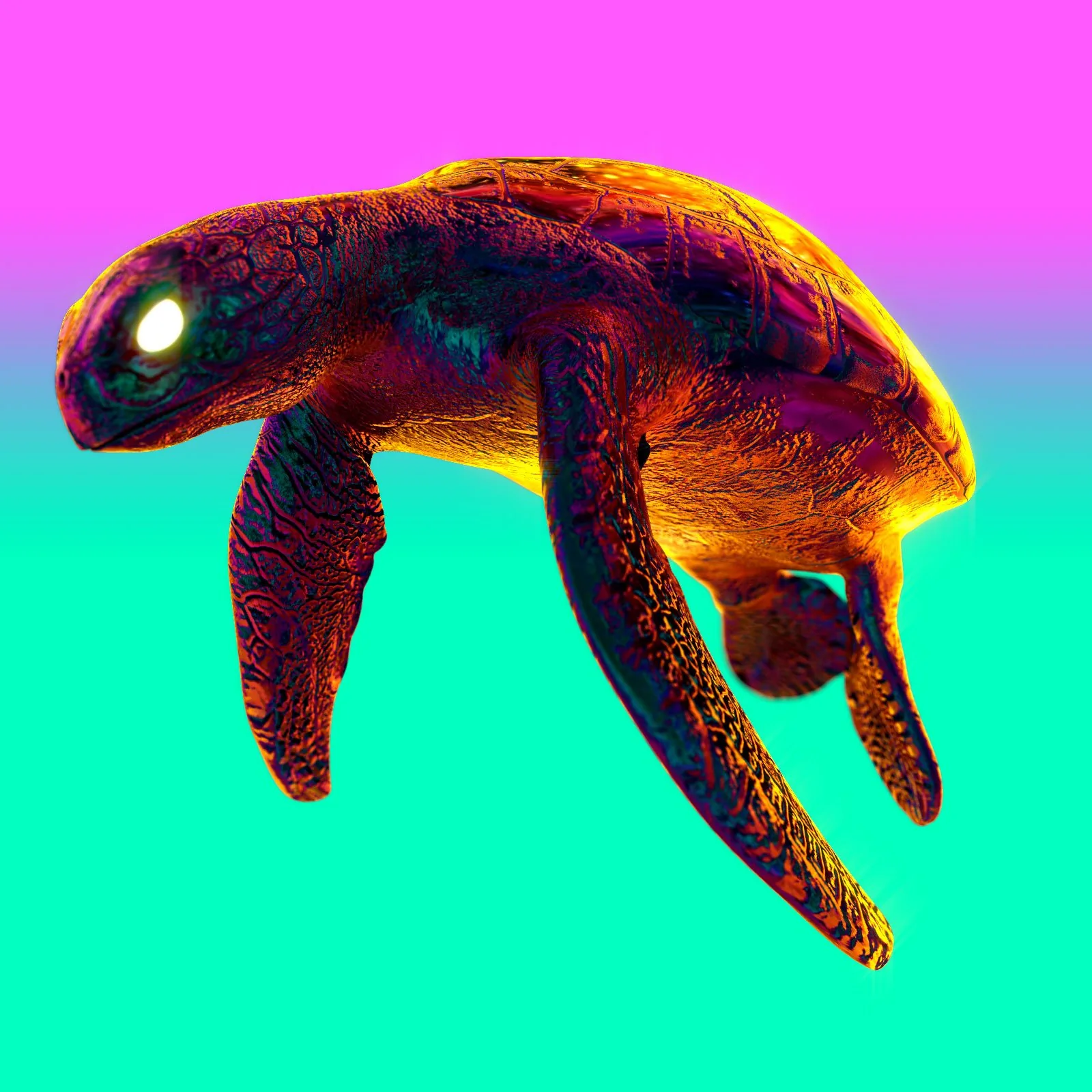 tortuga2.jpg